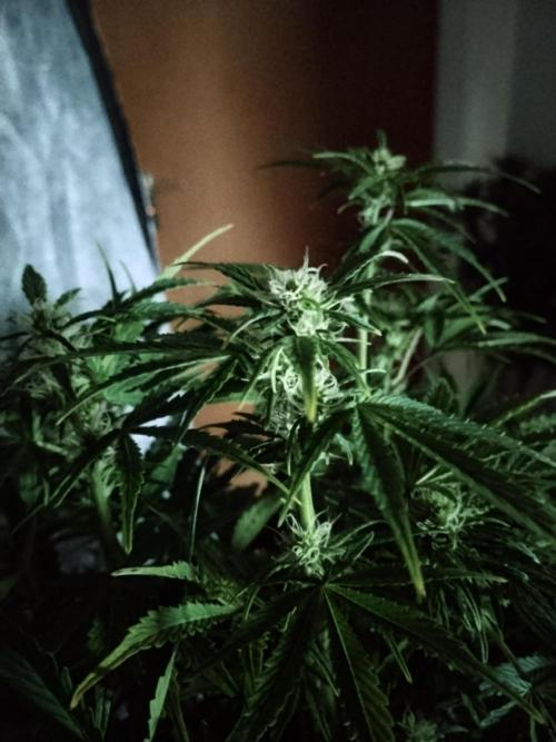 Tropicana Cookies Auto Zamnesia. Week 8