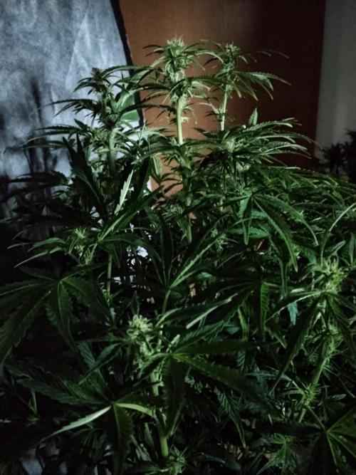 Tropicana Cookies Auto Zamnesia. Week 8