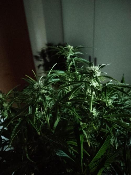 Tropicana Cookies Auto Zamnesia. Week 8
