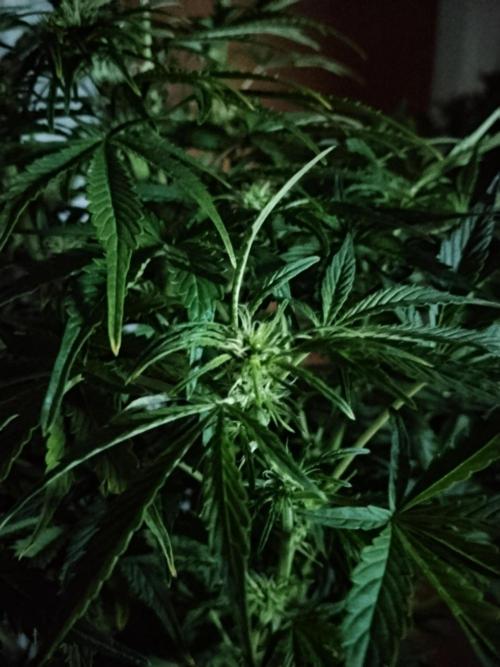 Tropicana Cookies Auto Zamnesia. Week 8