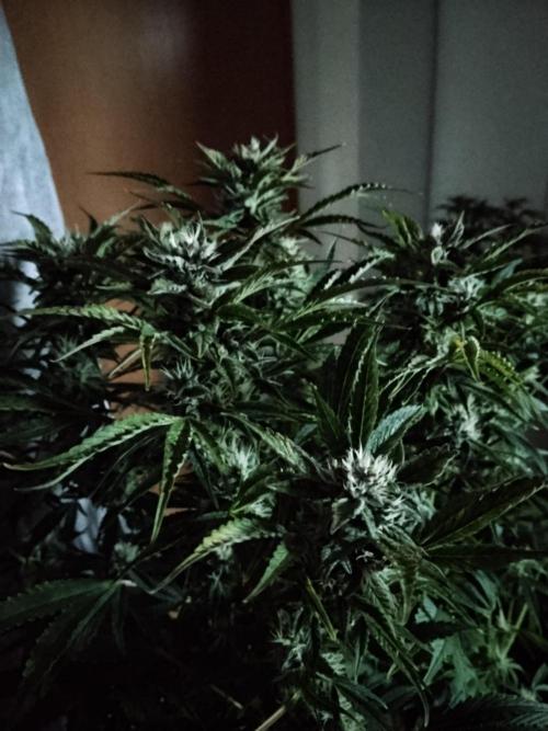 Permanent Marker Autoseeds. Week 8