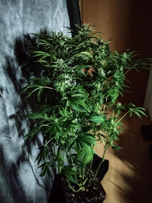 Permanent Marker Autoseeds. Week 8