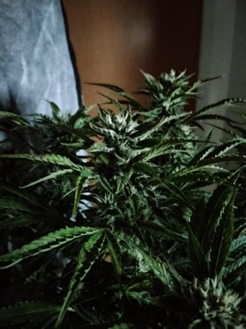 Permanent Marker Autoseeds. Week 8