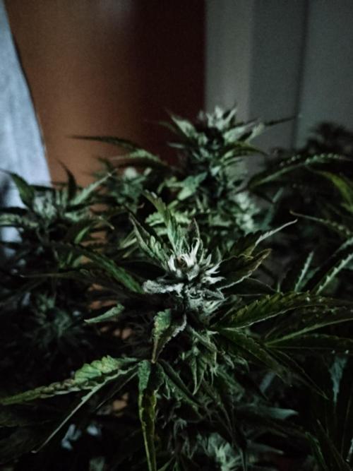 Permanent Marker Autoseeds. Week 8