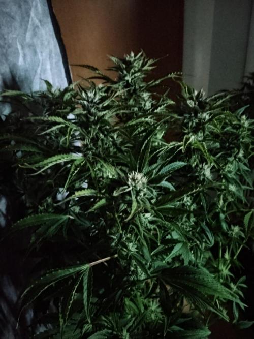 Permanent Marker Autoseeds. Week 8