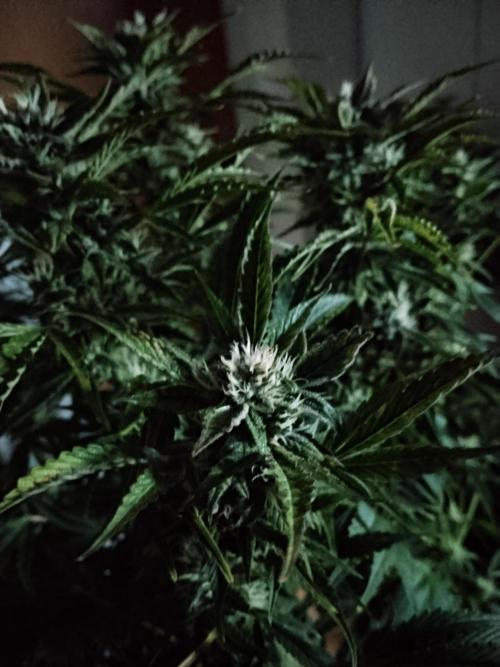Permanent Marker Autoseeds. Week 8