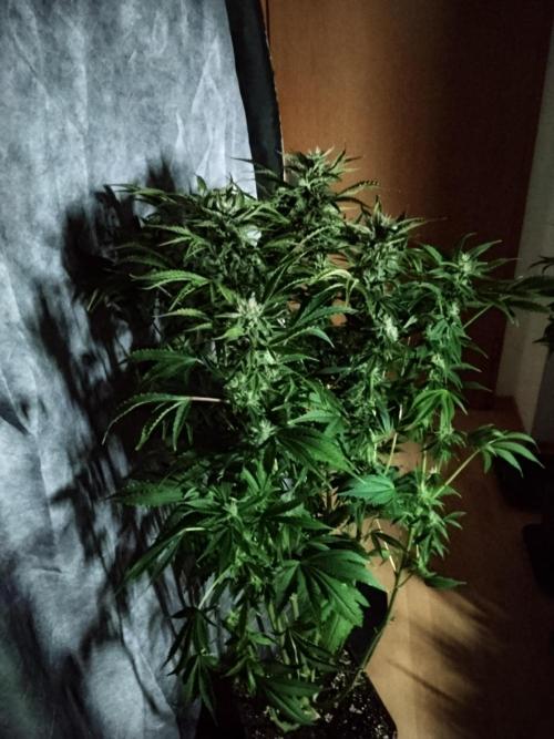 Permanent Marker Autoseeds. Week 8