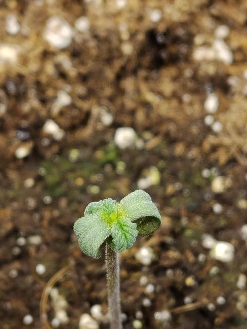 Diablos Delights XL Auto #2. Week 0