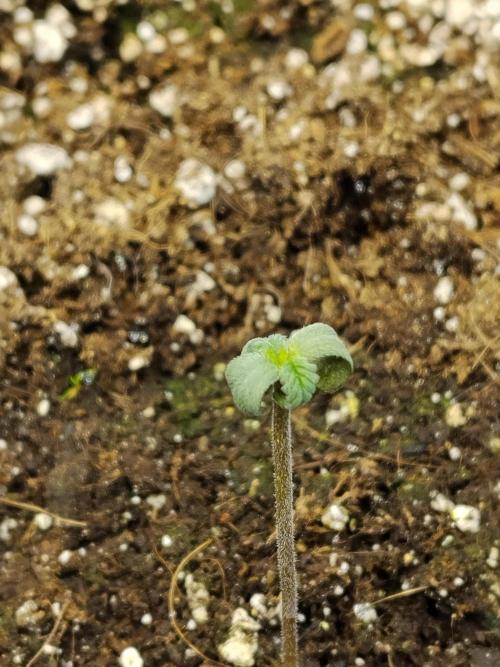 Diablos Delights XL Auto #2. Week 0