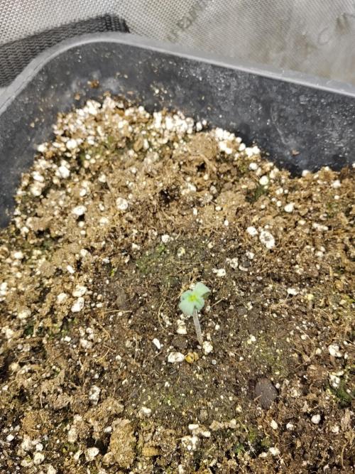 Diablos Delights XL Auto #2. Week 0