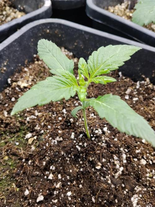 Diablos Delights XL Auto #2. Week 1