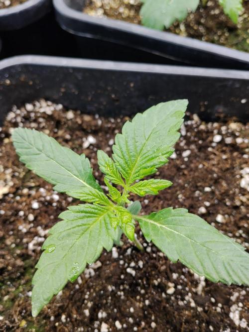 Diablos Delights XL Auto #2. Week 1