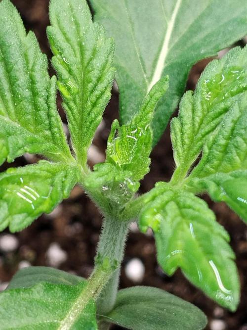 Diablos Delights XL Auto #2. Week 1