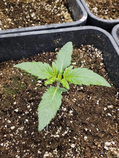 Diablos Delights XL Auto #2. Week 1