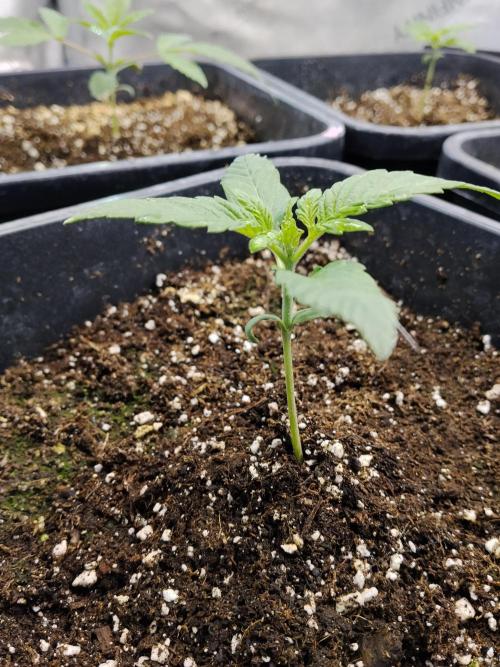 Diablos Delights XL Auto #2. Week 1