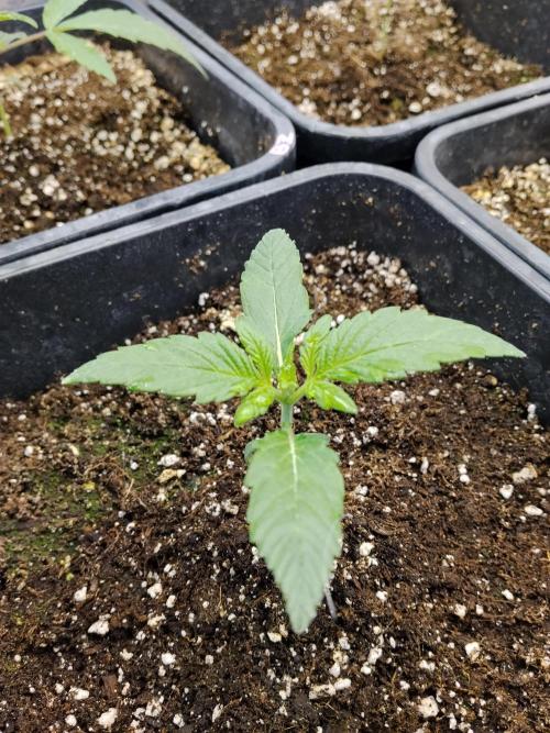 Diablos Delights XL Auto #2. Week 1