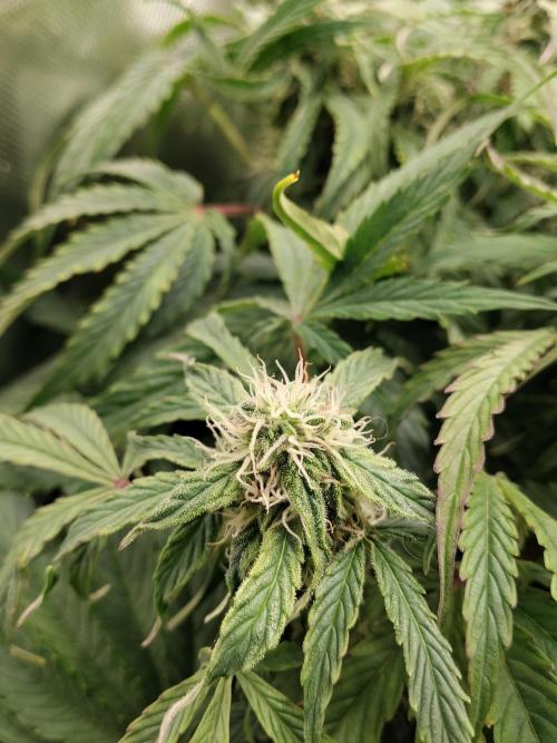 Milkyway F1 Auto RQS. Week 8