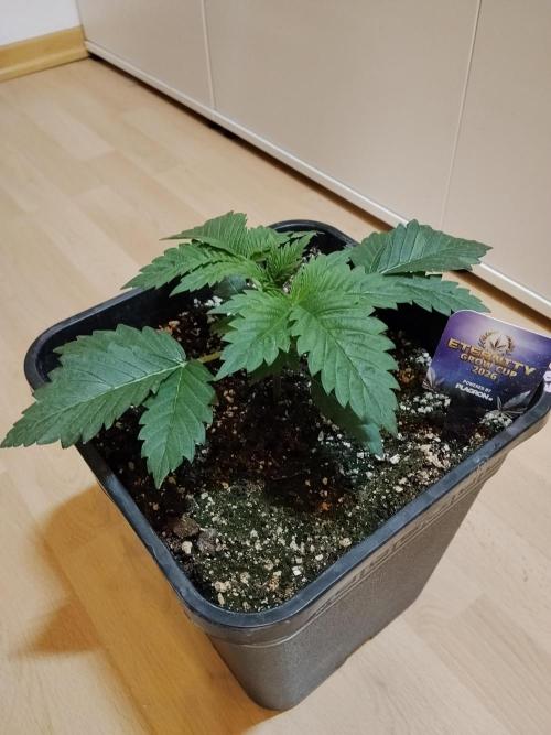 Sticky Brokkoli Zamnesia Eternity Cup. Week 2