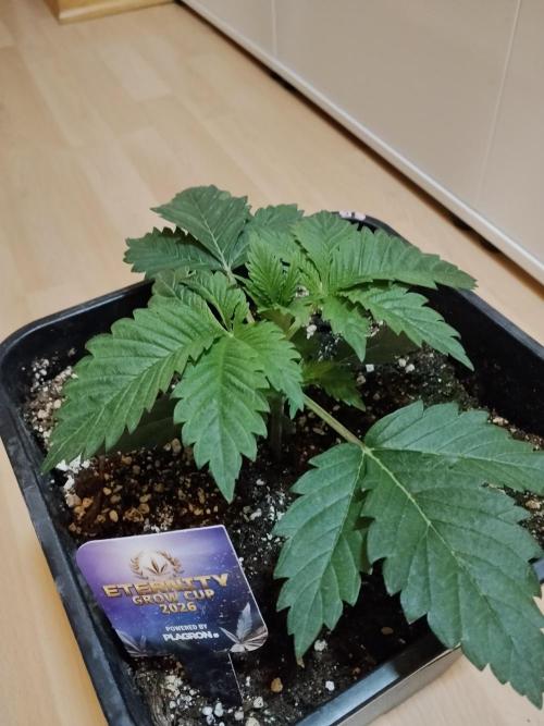 Sticky Brokkoli Zamnesia Eternity Cup. Week 2