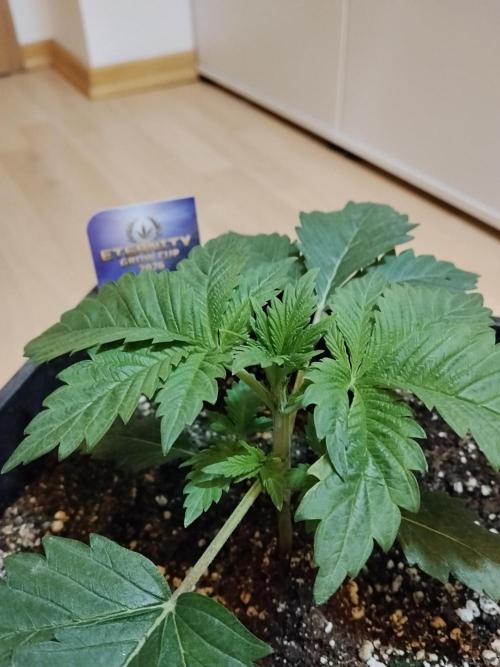 Sticky Brokkoli Zamnesia Eternity Cup. Week 2
