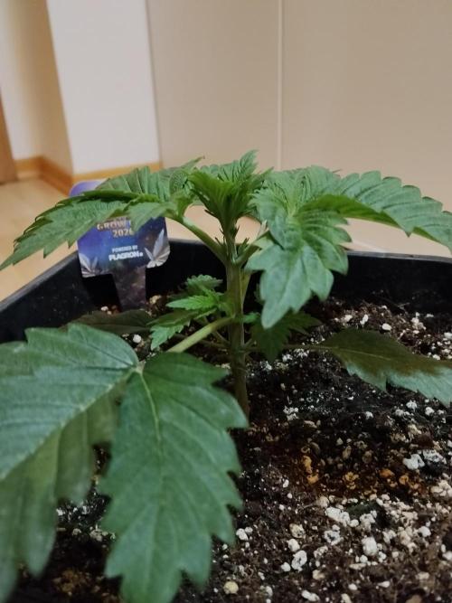 Sticky Brokkoli Zamnesia Eternity Cup. Week 2