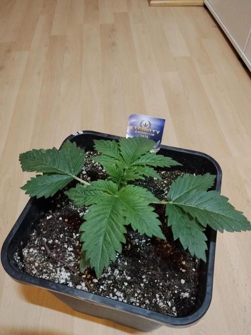 Sticky Brokkoli Zamnesia Eternity Cup. Week 2