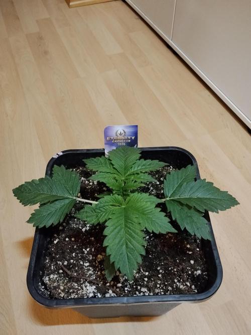 Sticky Brokkoli Zamnesia Eternity Cup. Week 2