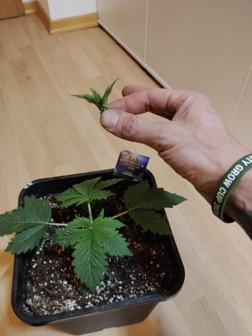 Sticky Brokkoli Zamnesia Eternity Cup. Week 2