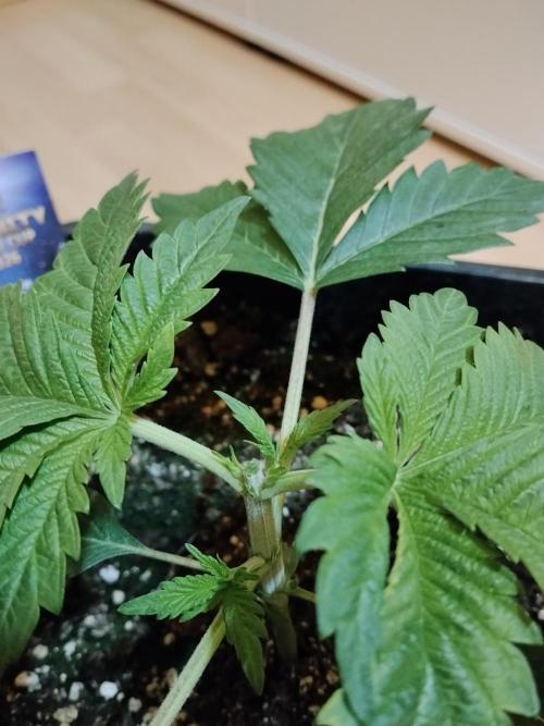 Sticky Brokkoli Zamnesia Eternity Cup. Week 2