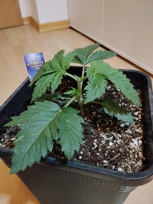 Sticky Brokkoli Zamnesia Eternity Cup. Week 2