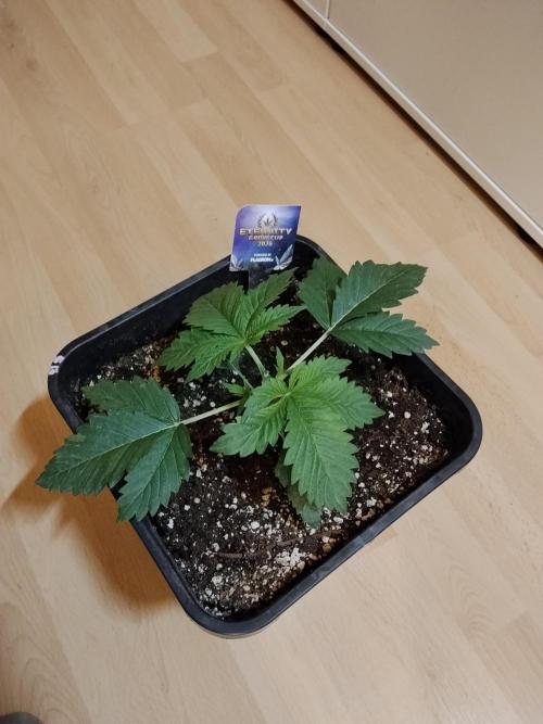 Sticky Brokkoli Zamnesia Eternity Cup. Week 2