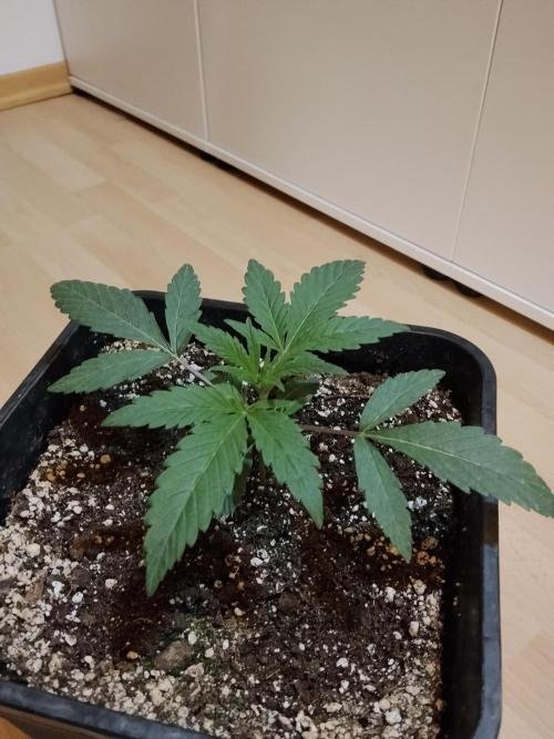 Blue Zushi Dutch Passion. Week 2