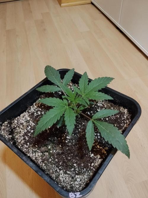 Blue Zushi Dutch Passion. Week 2