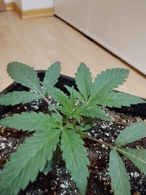 Blue Zushi Dutch Passion. Week 2