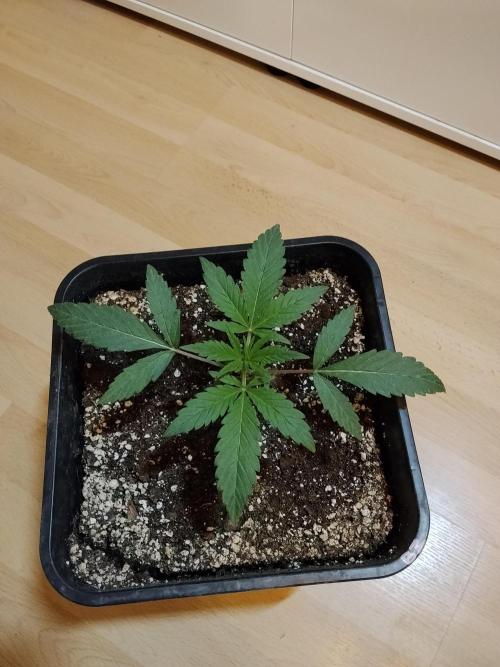 Blue Zushi Dutch Passion. Week 2