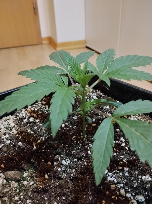 Blue Zushi Dutch Passion. Week 2