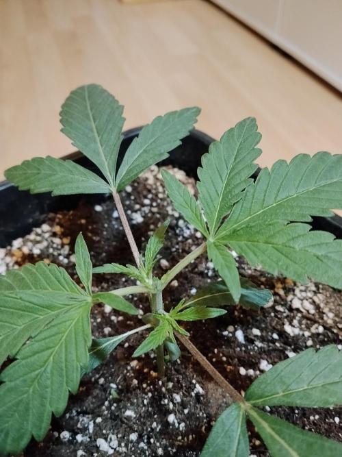 Blue Zushi Dutch Passion. Week 2