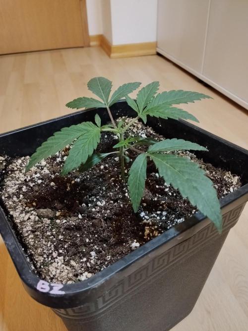 Blue Zushi Dutch Passion. Week 2