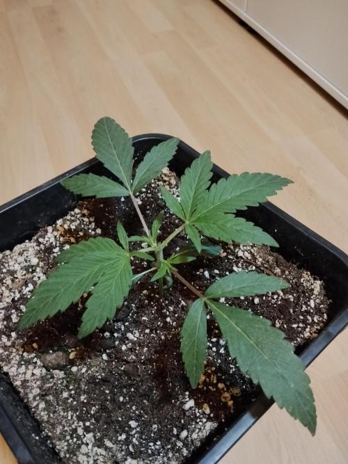 Blue Zushi Dutch Passion. Week 2