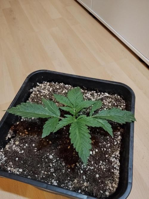 Slurricane Zamnesia. Week 2