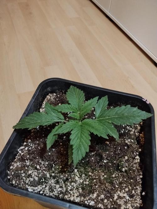 Slurricane Zamnesia. Week 2