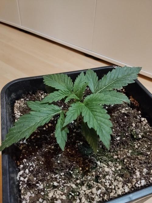 Slurricane Zamnesia. Week 2
