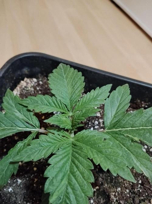 Slurricane Zamnesia. Week 2