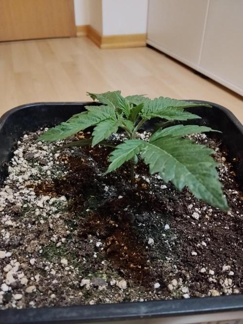 Slurricane Zamnesia. Week 2