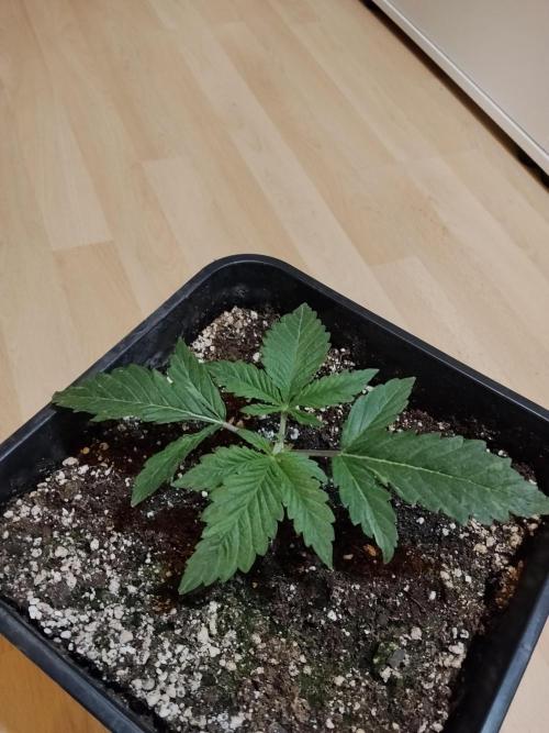 Slurricane Zamnesia. Week 2