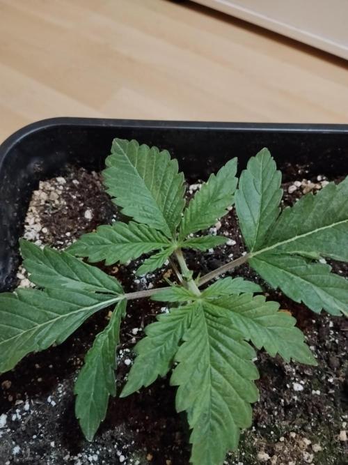 Slurricane Zamnesia. Week 2