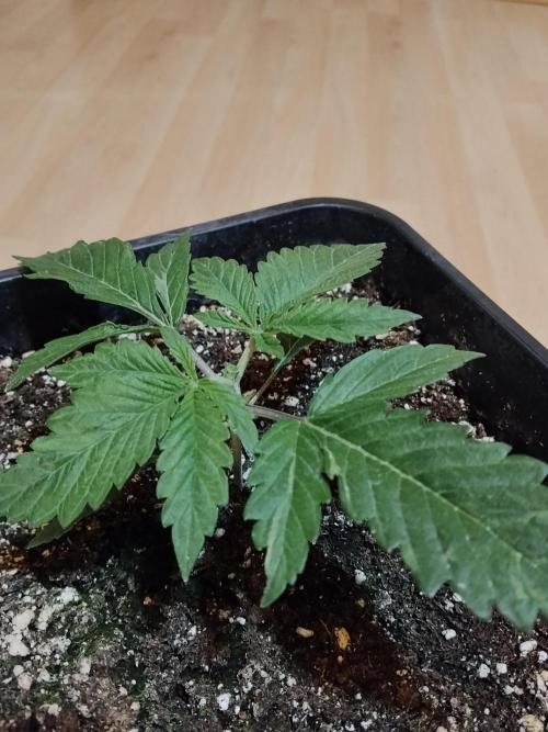 Slurricane Zamnesia. Week 2