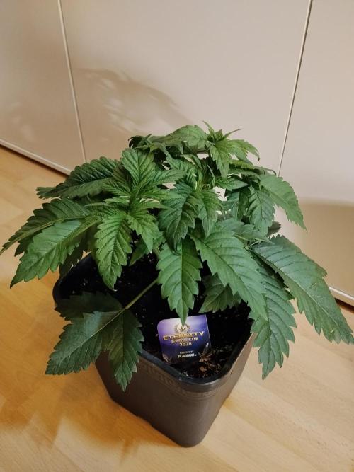 Sticky Brokkoli Zamnesia Eternity Cup. Week 3
