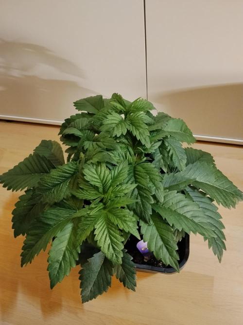 Sticky Brokkoli Zamnesia Eternity Cup. Week 3