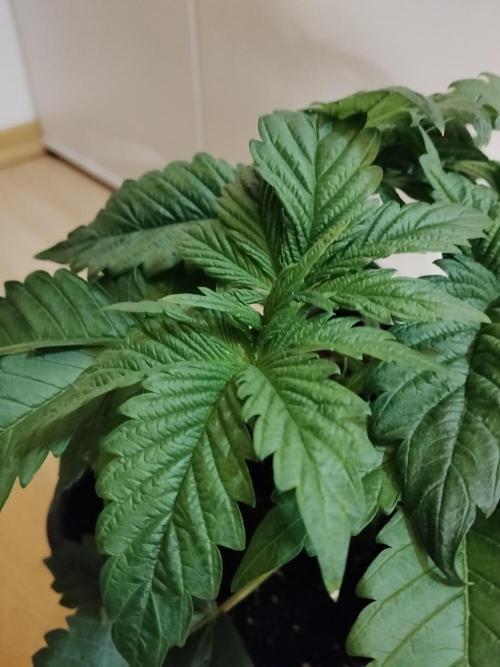 Sticky Brokkoli Zamnesia Eternity Cup. Week 3